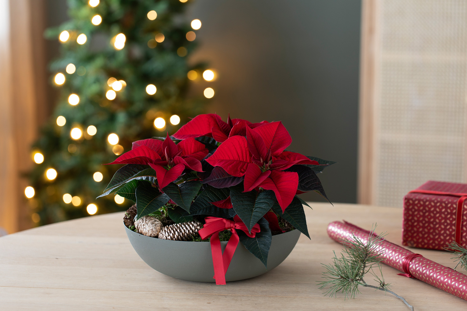 Julegruppe med julestjerner